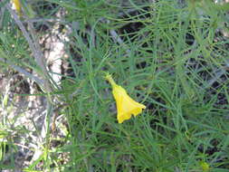 Image of Cascabela pinifolia (Standl. & Steyerm. ex Leavenw.) L. O. Alvarado & Ochot.-Booth