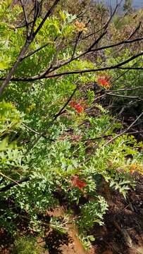 Image of Grevillea bipinnatifida subsp. bipinnatifida