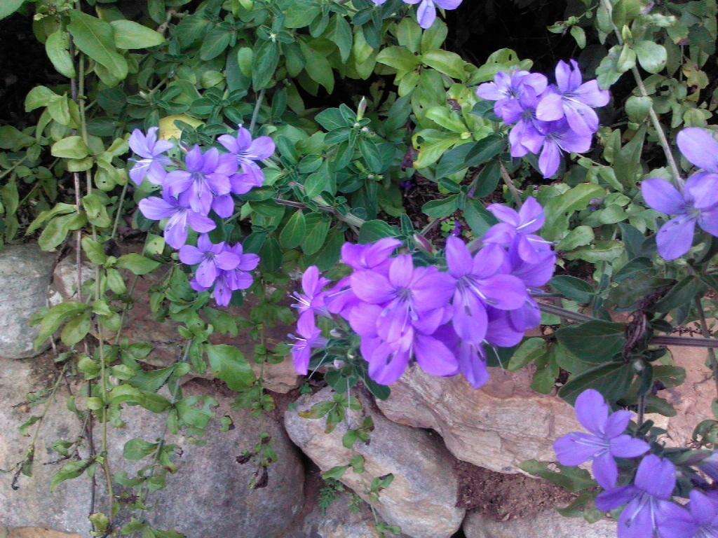 Imagem de Barleria obtusa Nees