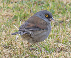 Image of Junco phaeonotus alticola Salvin 1863