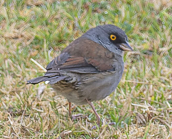 Image of Junco phaeonotus alticola Salvin 1863