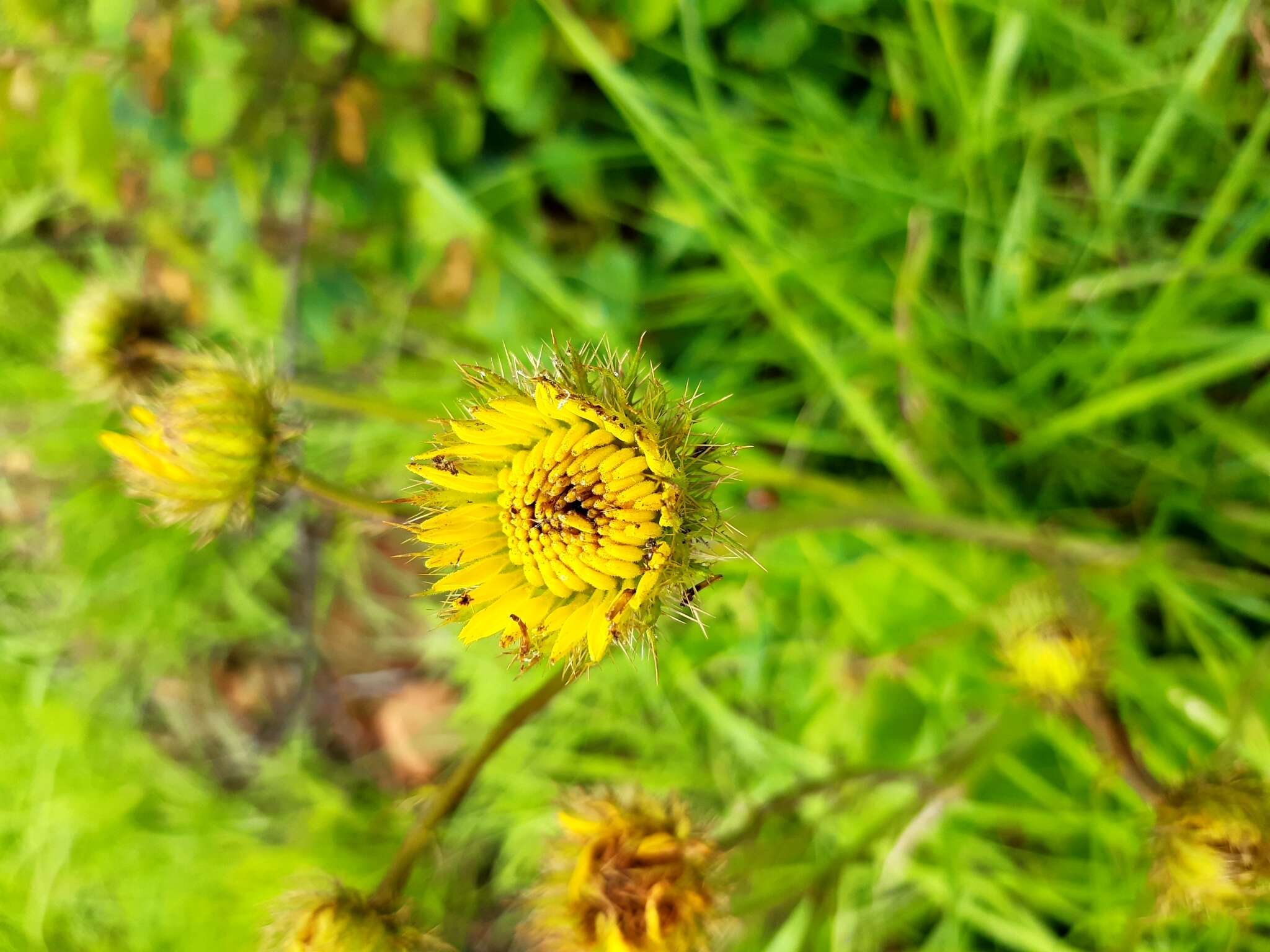 Image of Berkheya speciosa (DC.) O. Hoffm.