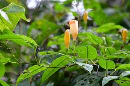 Ipomoea aurantiaca L. O. Williams resmi