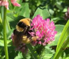 Image of Northern Amber Bumble Bee