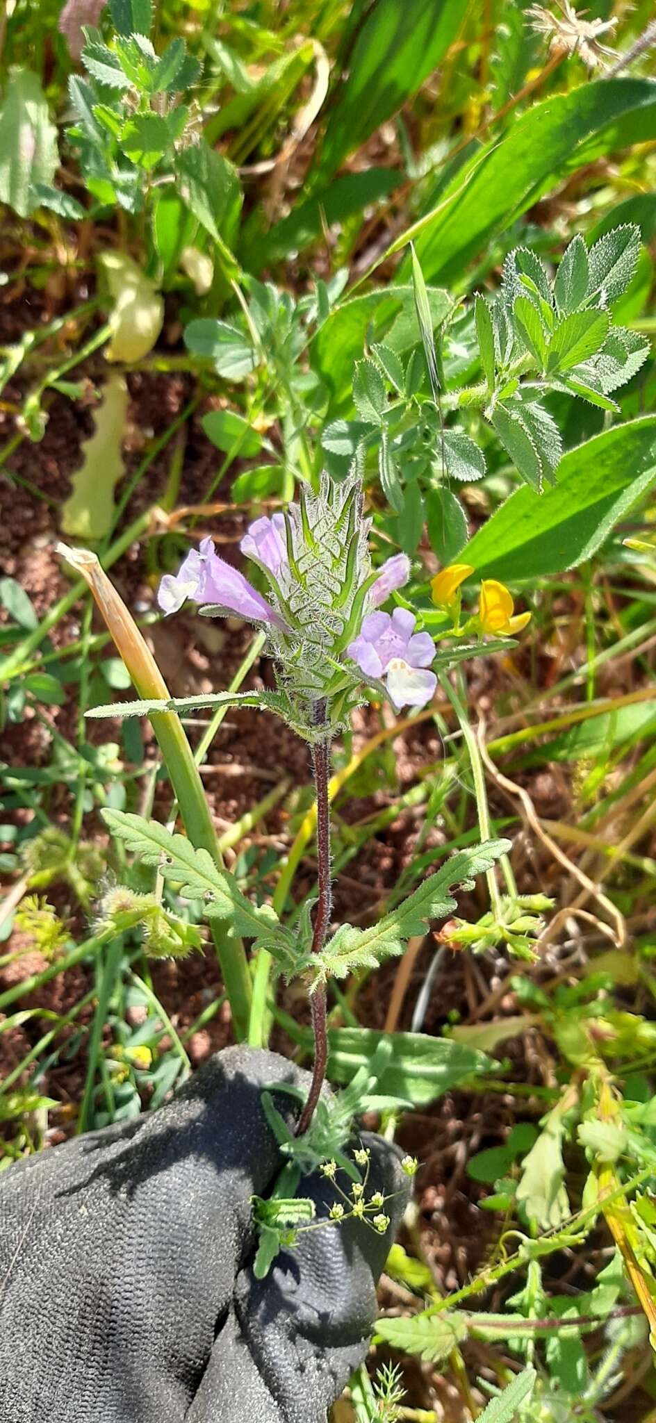 Plancia ëd Cleonia lusitanica (L.) L.