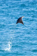 Image of Munk&#39;s devil ray