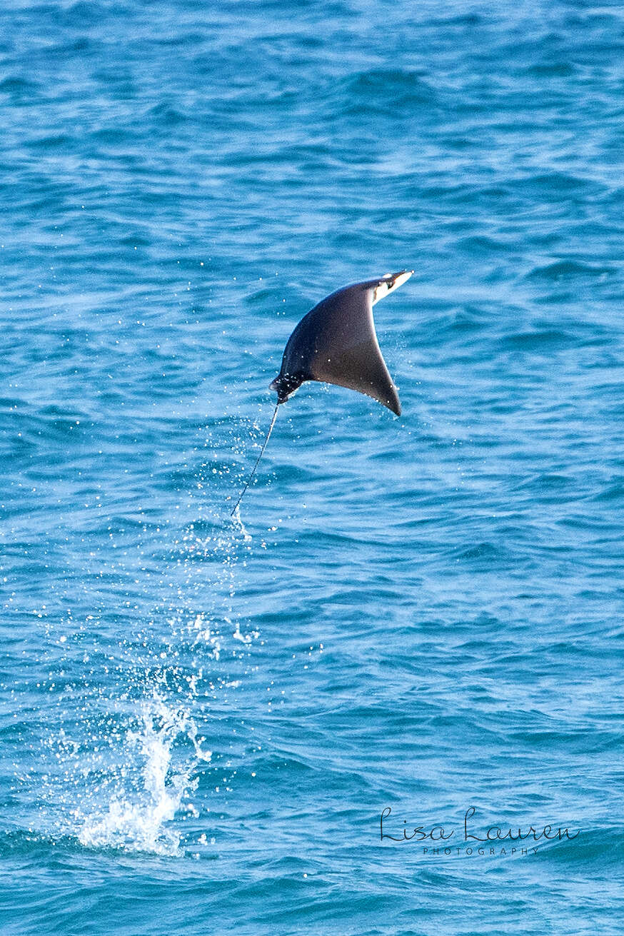 Image of Munk&#39;s devil ray