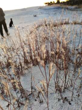 Image de Schizachyrium maritimum (Chapm.) Nash