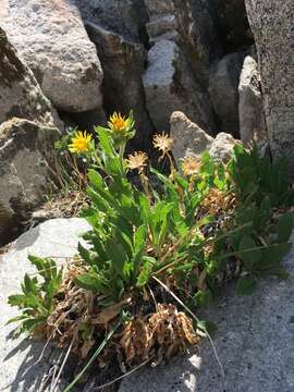 Image of Peirson's serpentweed