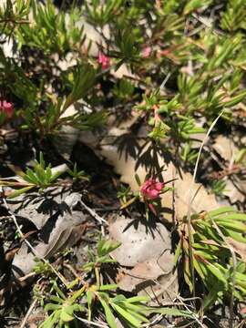 Image of Darwinia grandiflora (Benth.) R. Baker & H. G. Smith