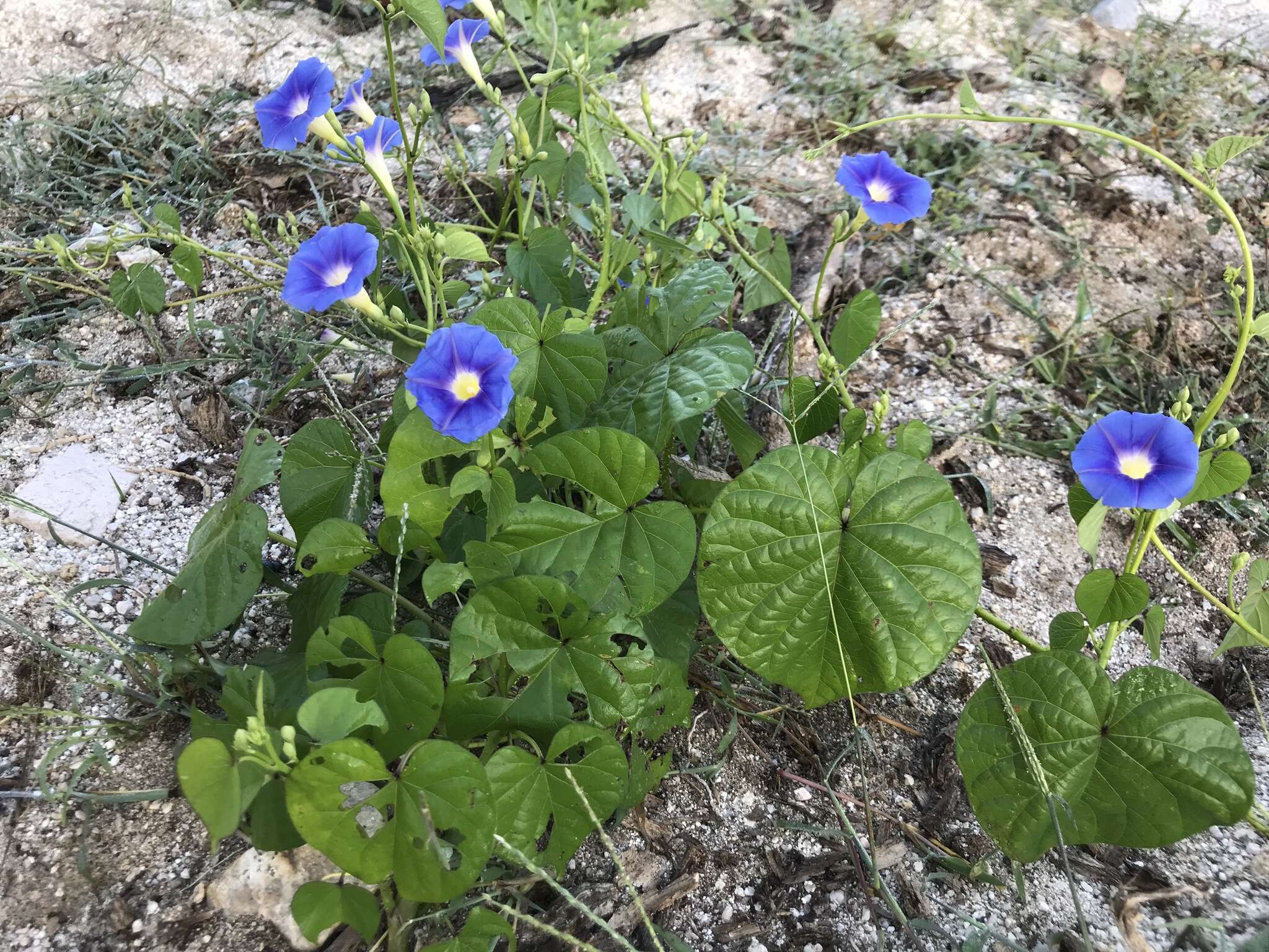 Image of Ipomoea parasitica (Kunth) G. Don