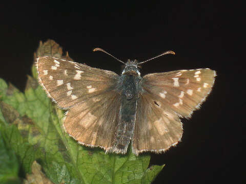 Image of large grizzled skipper