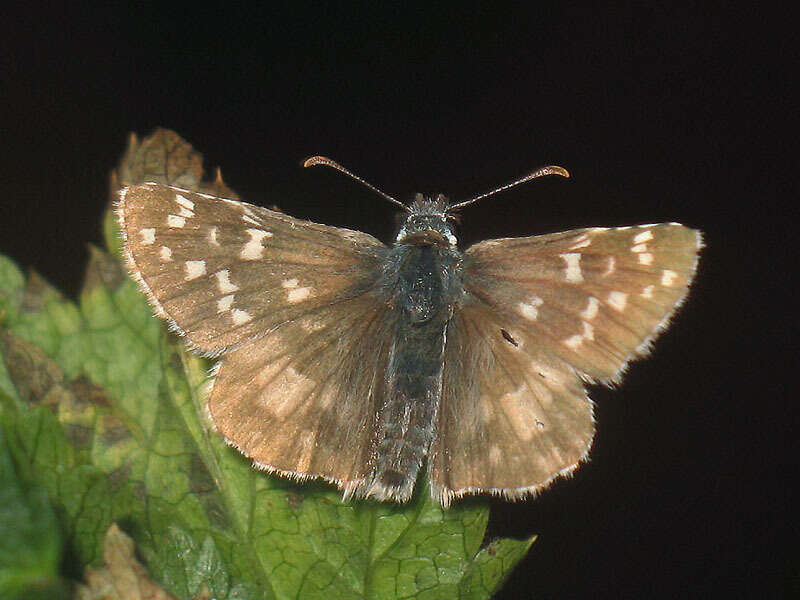 Image of large grizzled skipper