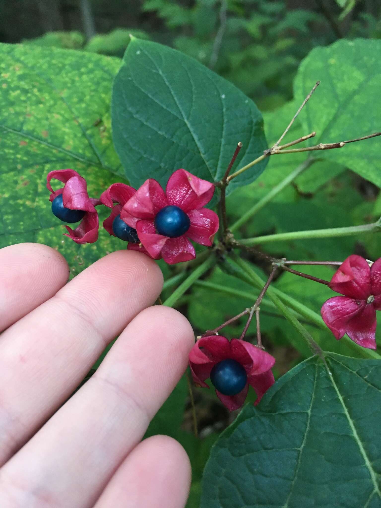 Imagem de Clerodendrum trichotomum Thunb.