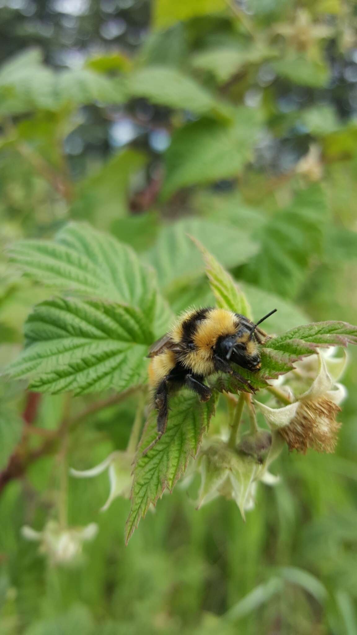 Sivun Bombus centralis Cresson 1864 kuva