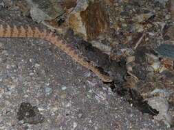 Image of Tiger Rattlesnake