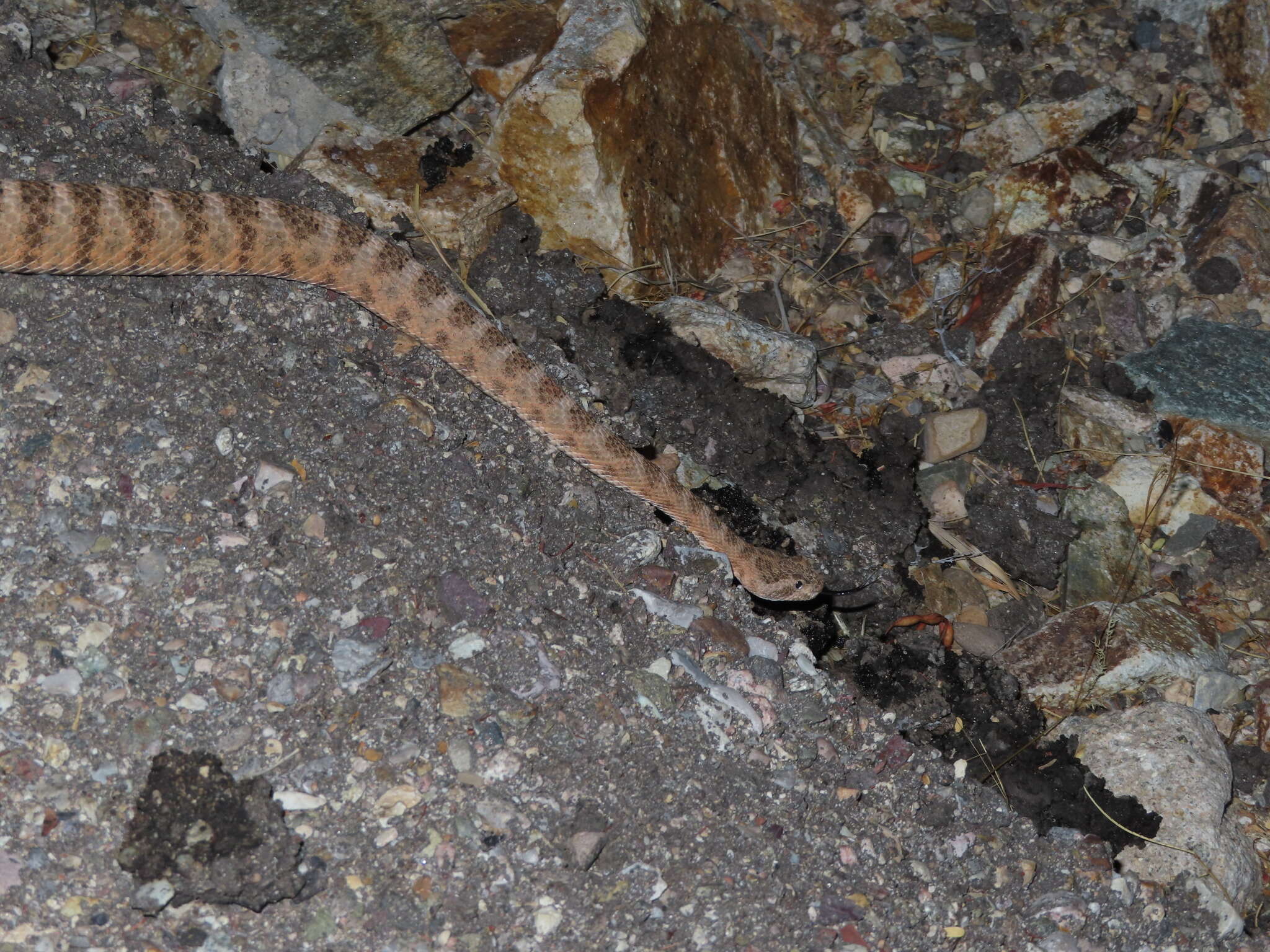 Image de Crotalus tigris Kennicott 1859