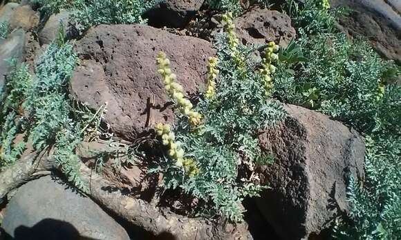 Image of skeletonleaf bur ragweed