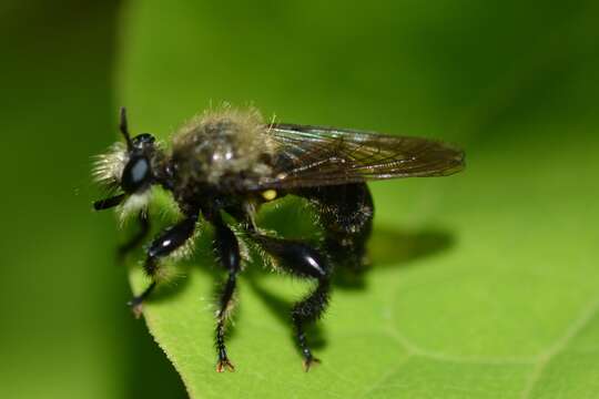 Image of Laphria flavicollis Say 1824