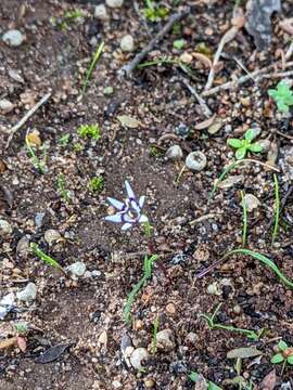 Image of Wurmbea dioica subsp. brevifolia R. J. Bates