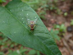 Image of Bactrocera invadens Drew, Tsuruta & White 2005