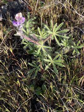 Plancia ëd Lupinus polycarpus Greene