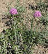 Allium pallasii Murray resmi