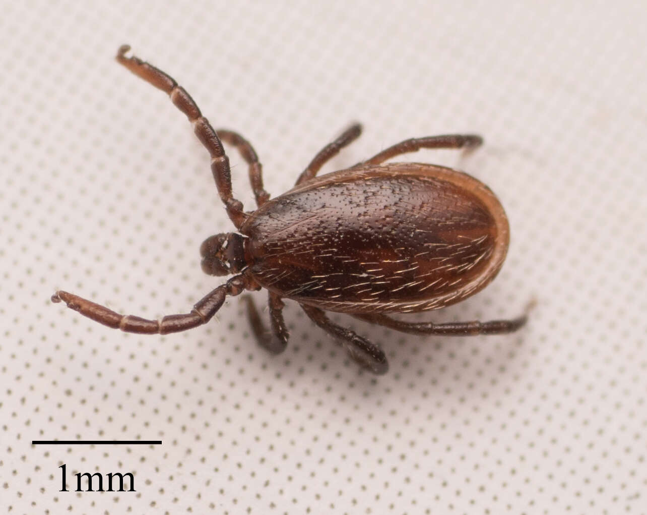 Image of Western Black-legged Tick