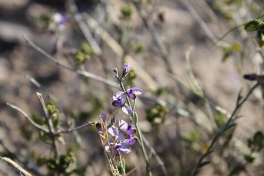 Image of blue milkwort