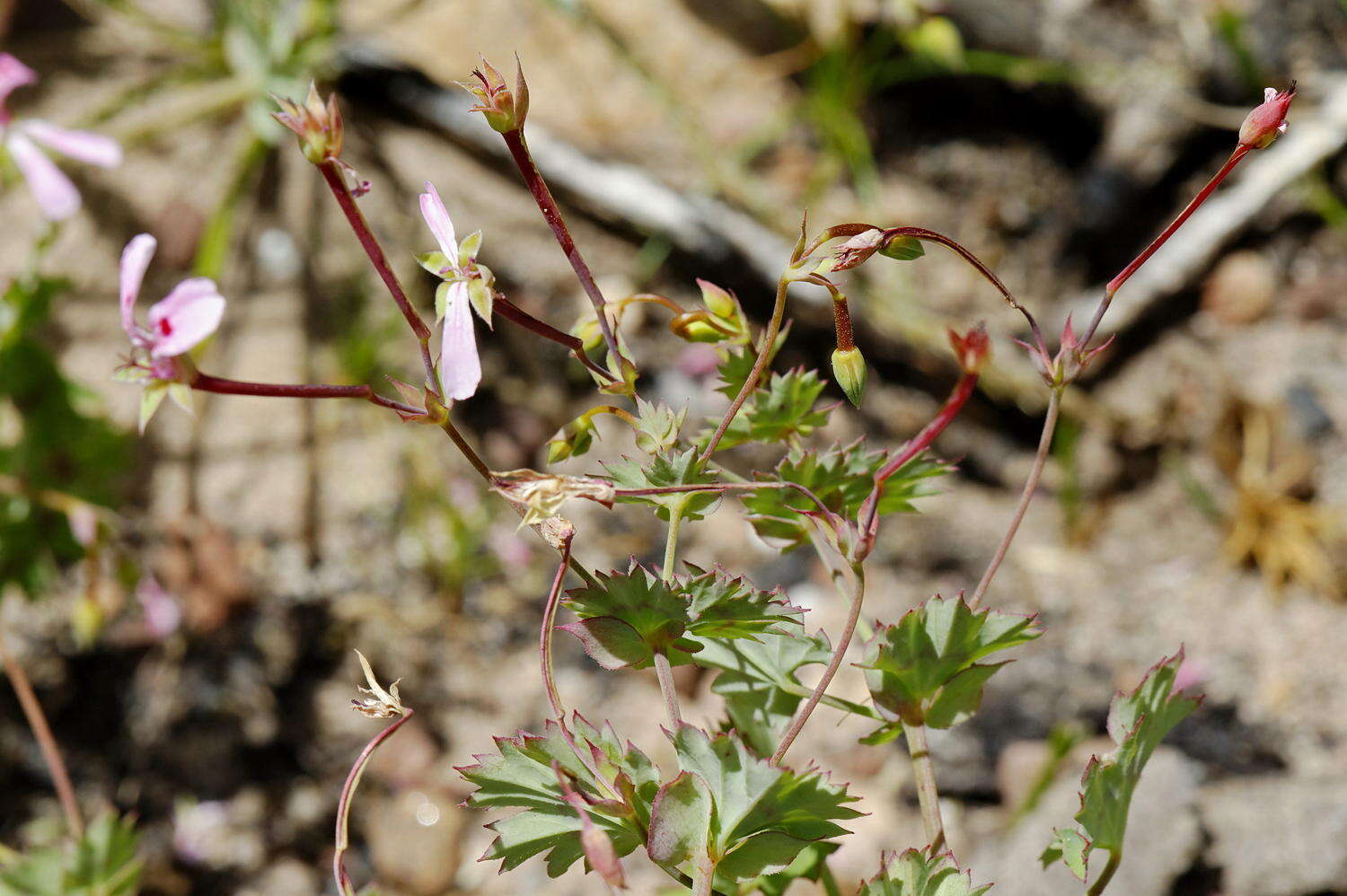 Image of Pelargonium patulum var. patulum