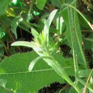 Imagem de Centaurea melitensis L.