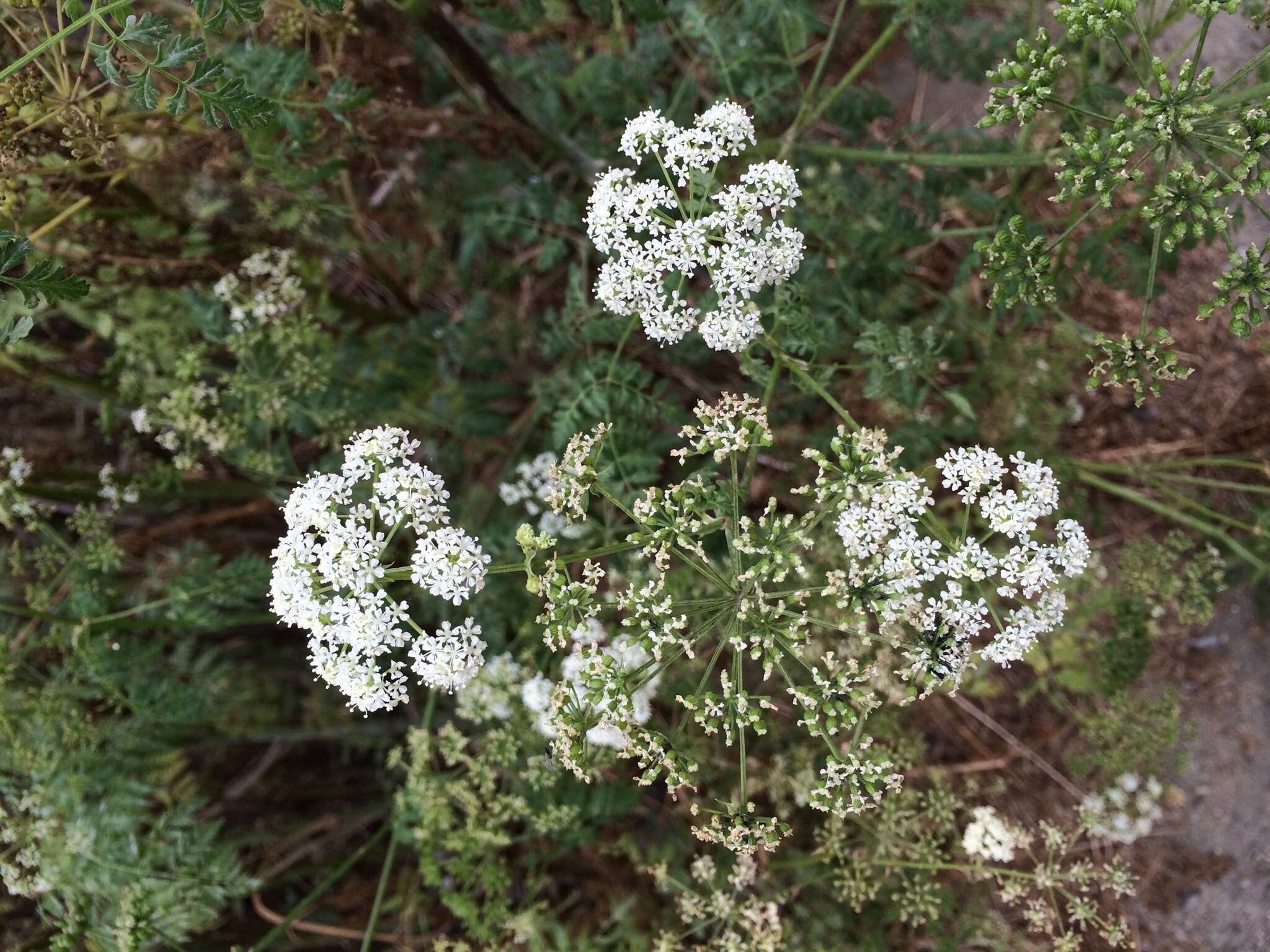 Image of poison hemlock