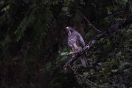 Image of White-eyed Buzzard