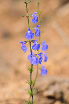 Image of slenderleaf sage