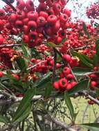 Image de Pyracantha fortuneana (Maxim.) H. L. Li