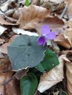 Image de Viola alba subsp. alba