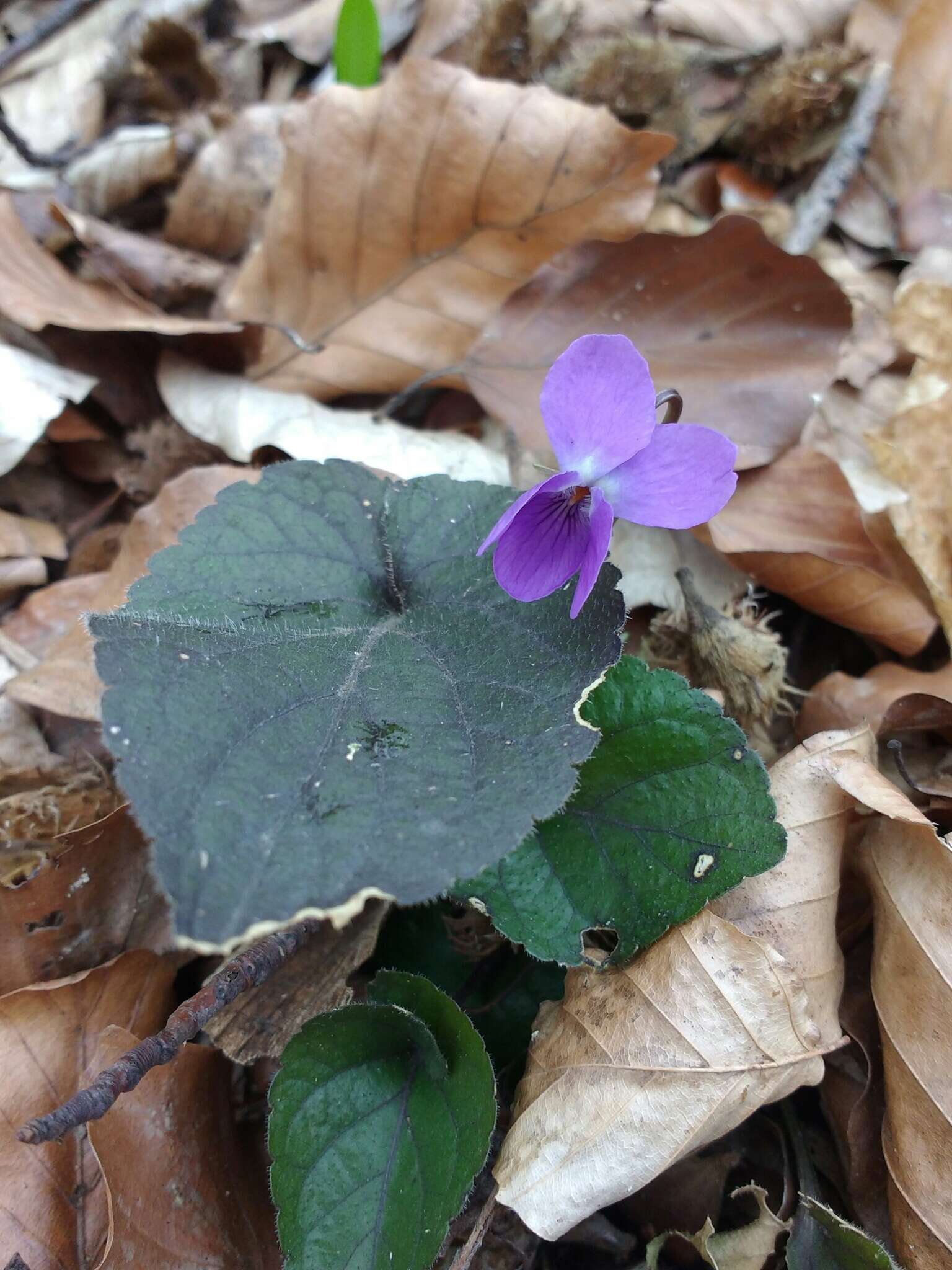 Image of Viola alba subsp. alba
