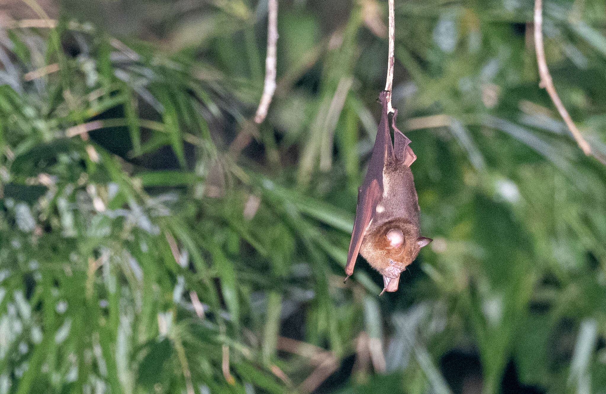 Image of Diadem Horseshoe-bat