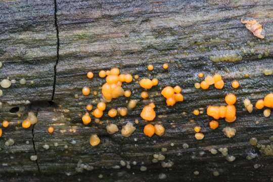 Imagem de Dacrymyces stillatus Nees 1816