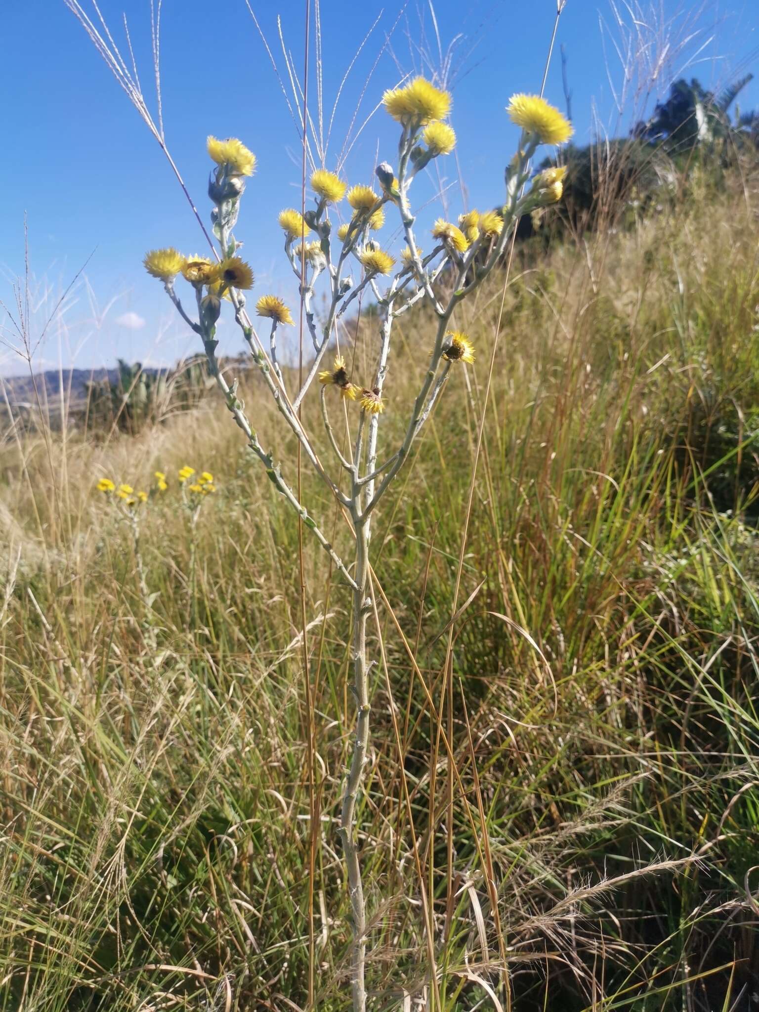 Image of Helichrysum decorum DC.