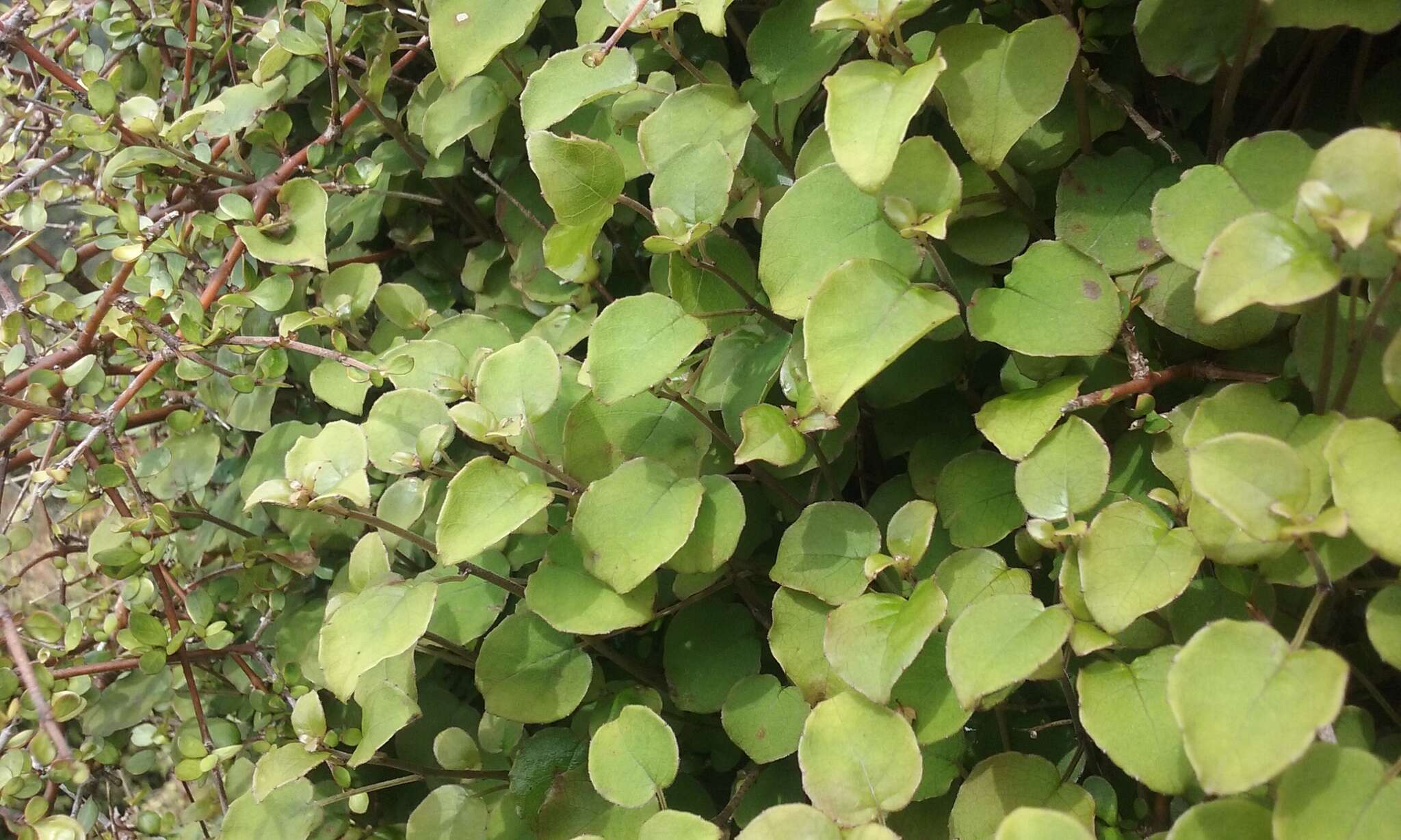 Image of Fuchsia perscandens Cockayne & Allan