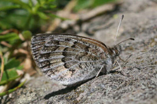 Image of De Lesse’s Brassy Ringlet