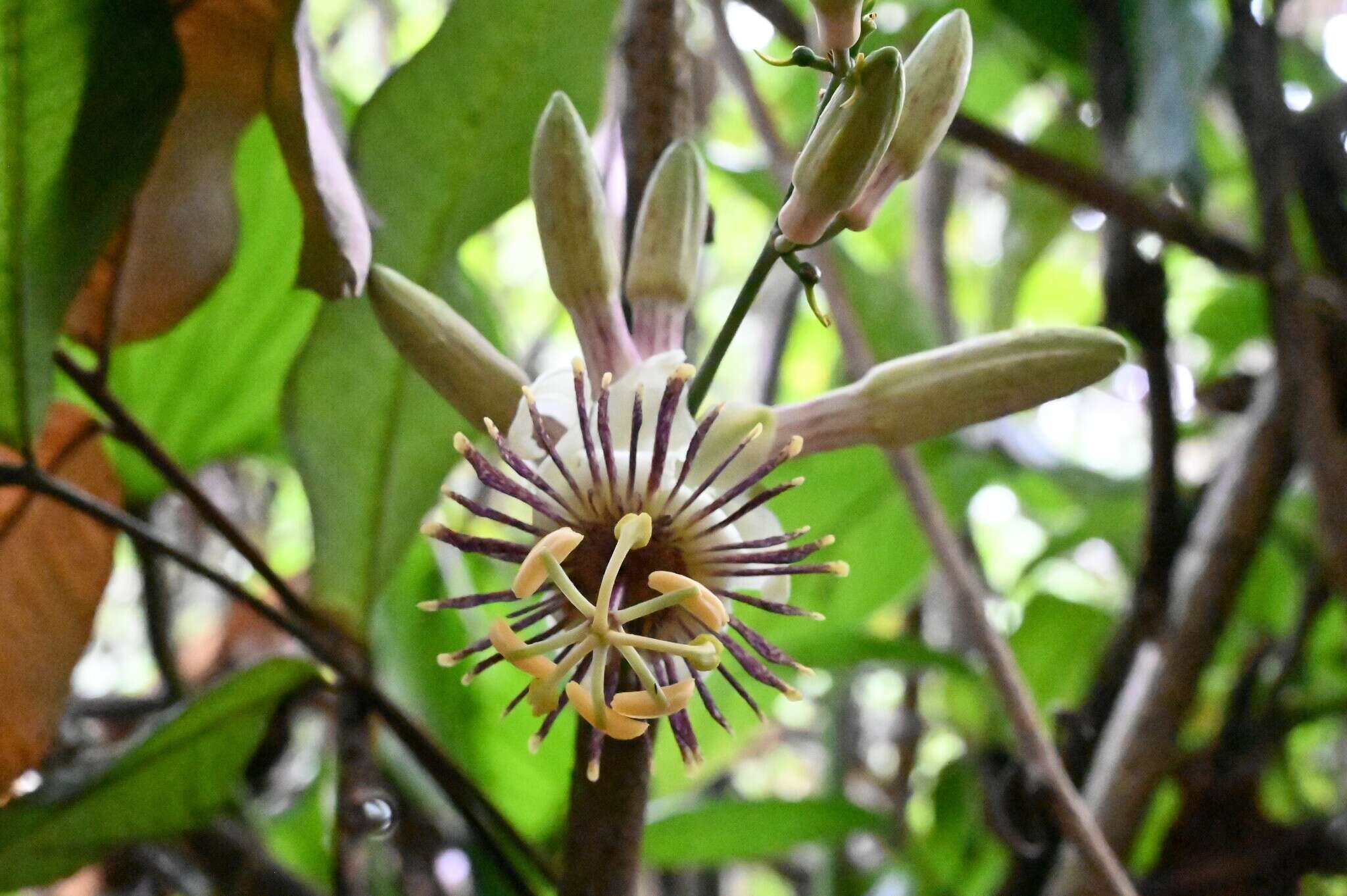 Image of Passiflora jussieui Feuillet