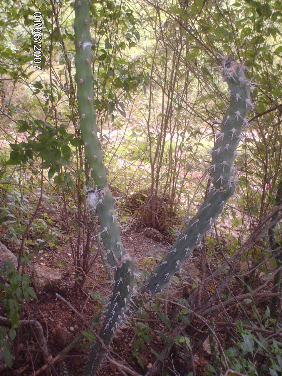 Image of Harrisia adscendens (Gürke) Britton & Rose