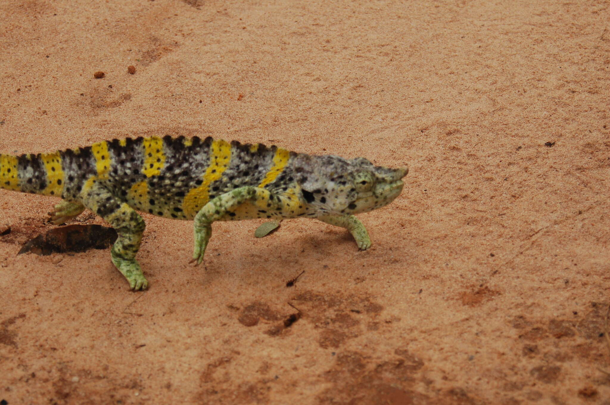 Image of Giant One-Horned Chameleon