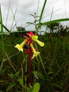 Image of Amasonia campestris (Aubl.) Moldenke