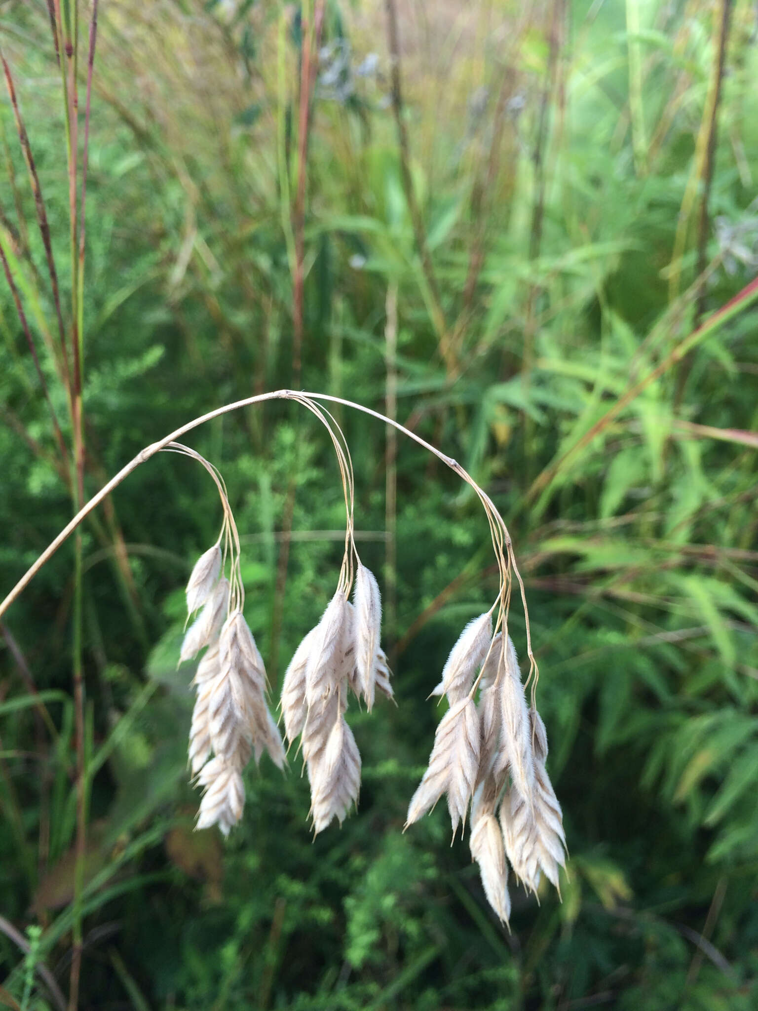 Image of arctic brome