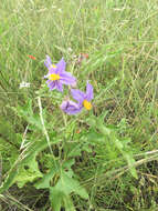 Imagem de Solanum dimidiatum Rafin.