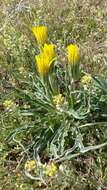 Image of prairie false dandelion