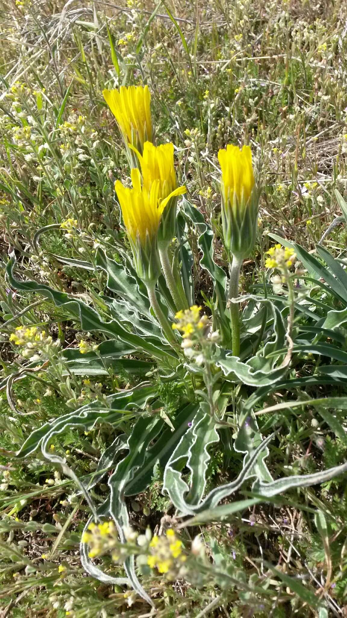 Image of prairie false dandelion